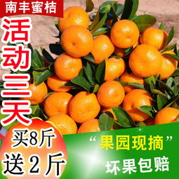 應(yīng)季蜜桔正當(dāng)時 從薄皮小紅蜜到經(jīng)典沙糖桔，新鮮水果批發(fā)指南